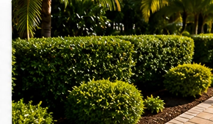 Trimmed shrubs and hedges
